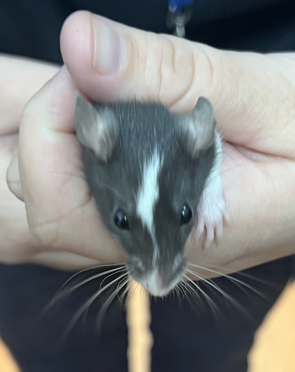 Johno