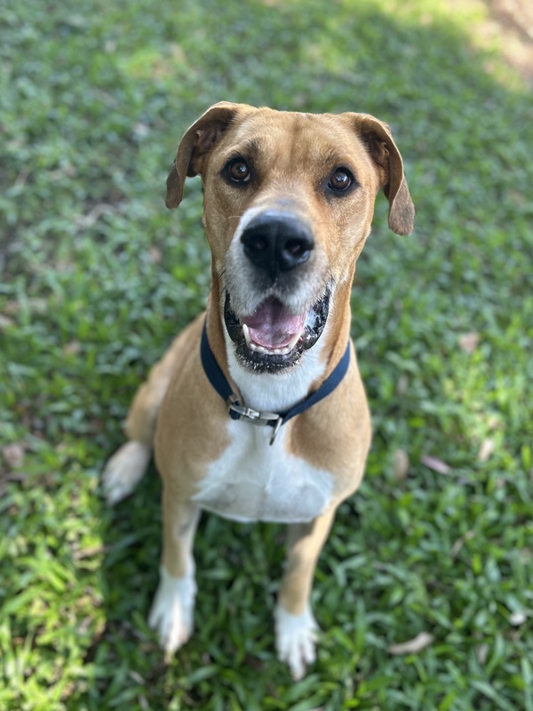 Buddy