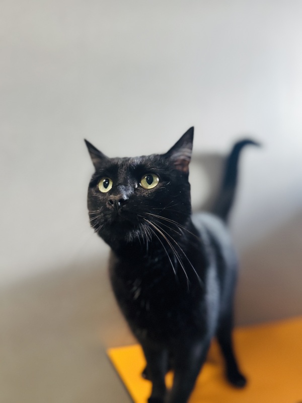 Maisy
