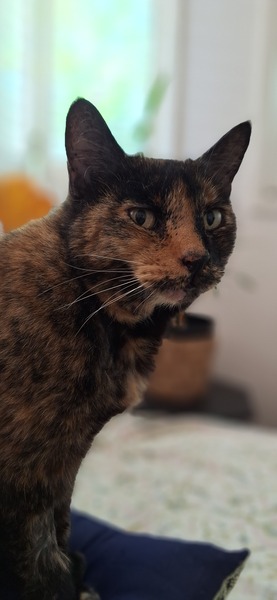 Missy