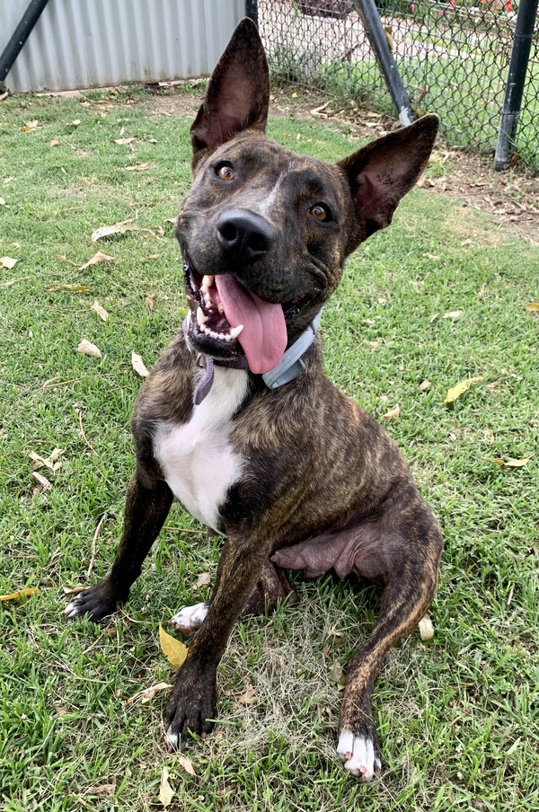 RSPCA Queensland Adopt a Pet