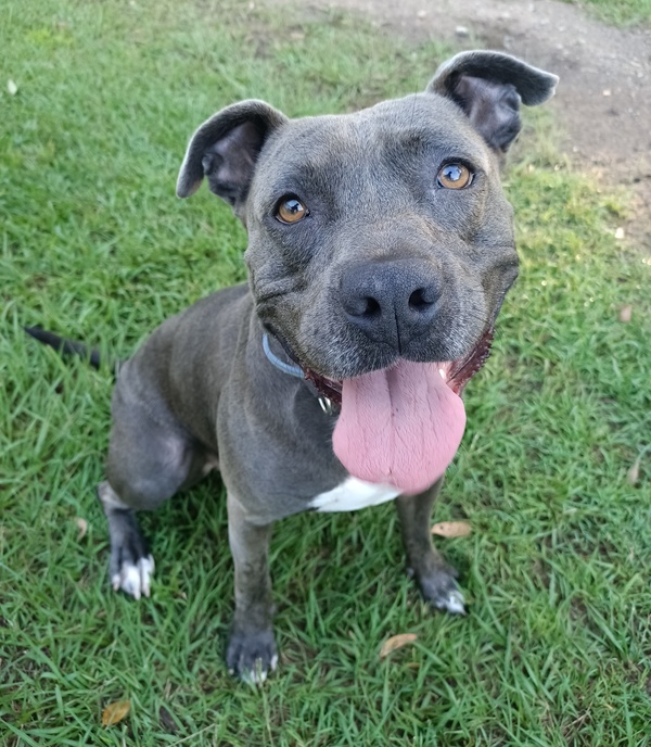 RSPCA QLD | Adopt Search