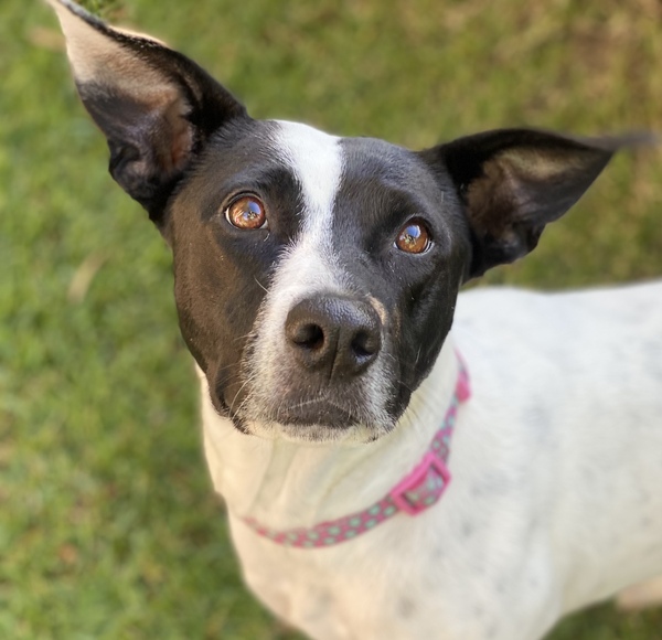 RSPCA QLD | Adopt Search
